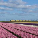 Train Inter-City Néerlandais devant un champs de Tulipes, (Photo: Kabelleger : David Gubler, Wikimedia, CC BY-SA 4.0)