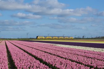 Train Inter-City Néerlandais devant un champs de Tulipes, (Photo: Kabelleger : David Gubler, Wikimedia, CC BY-SA 4.0)