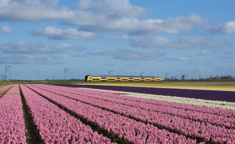 Train Inter-City Néerlandais devant un champs de Tulipes, (Photo: Kabelleger : David Gubler, Wikimedia, CC BY-SA 4.0)