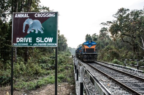 Sign with: 'Animal crossing, drive slow' next to a track with approaching train in India