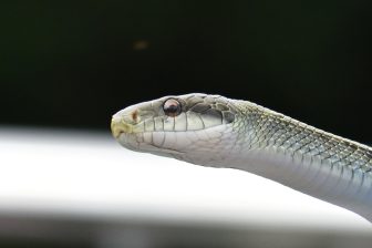 Snake upsets Japan's busiest bullet line.