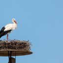 Ooievaar op een nestpaal, een betere plek dan een bovenleiding