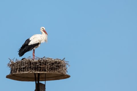 Ooievaar op een nestpaal, een betere plek dan een bovenleiding