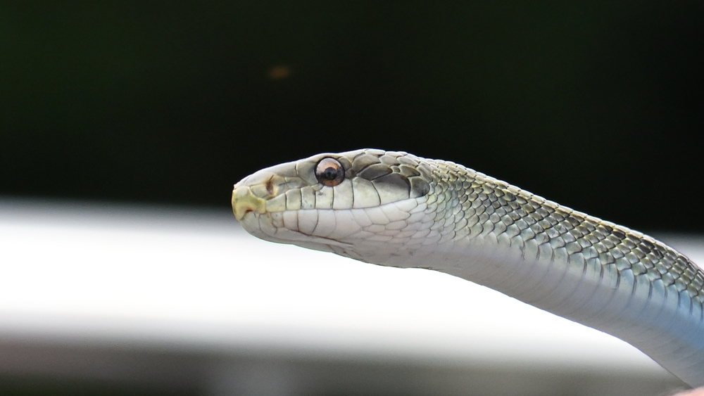 Snake upsets Japan's busiest bullet line.